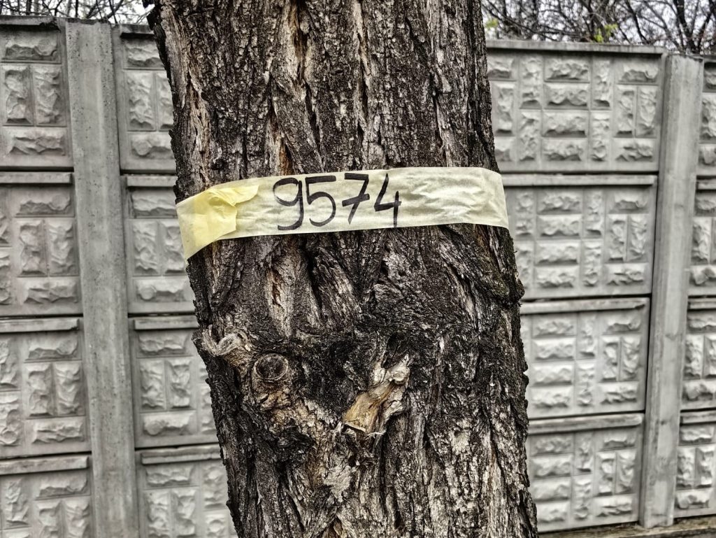 Oradea investe te in sanatatea orasului evaluarea arborilor incepe