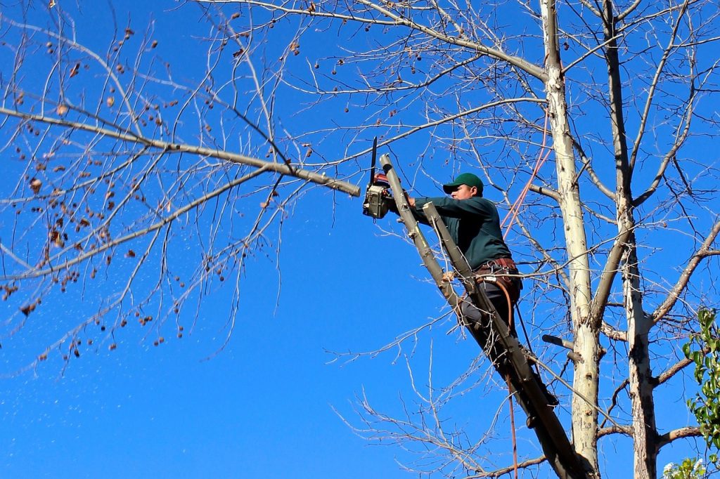 Primaria Oradea efectueaza lucrari de intretinere arbori