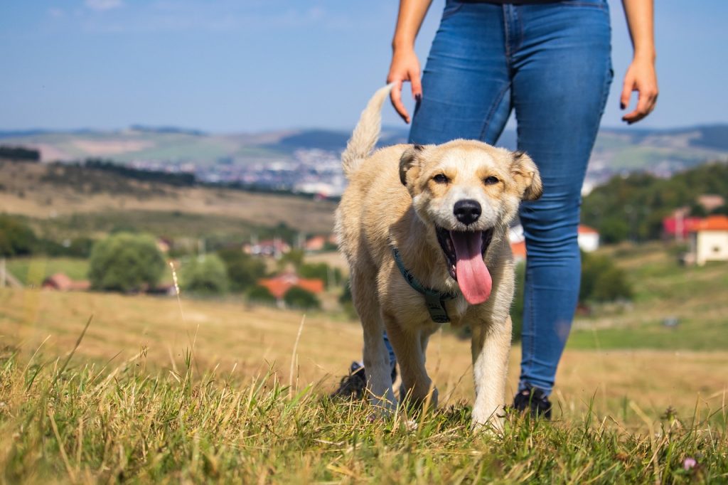 Dinti sanatoi la caini impactul dietei si tratamentelor