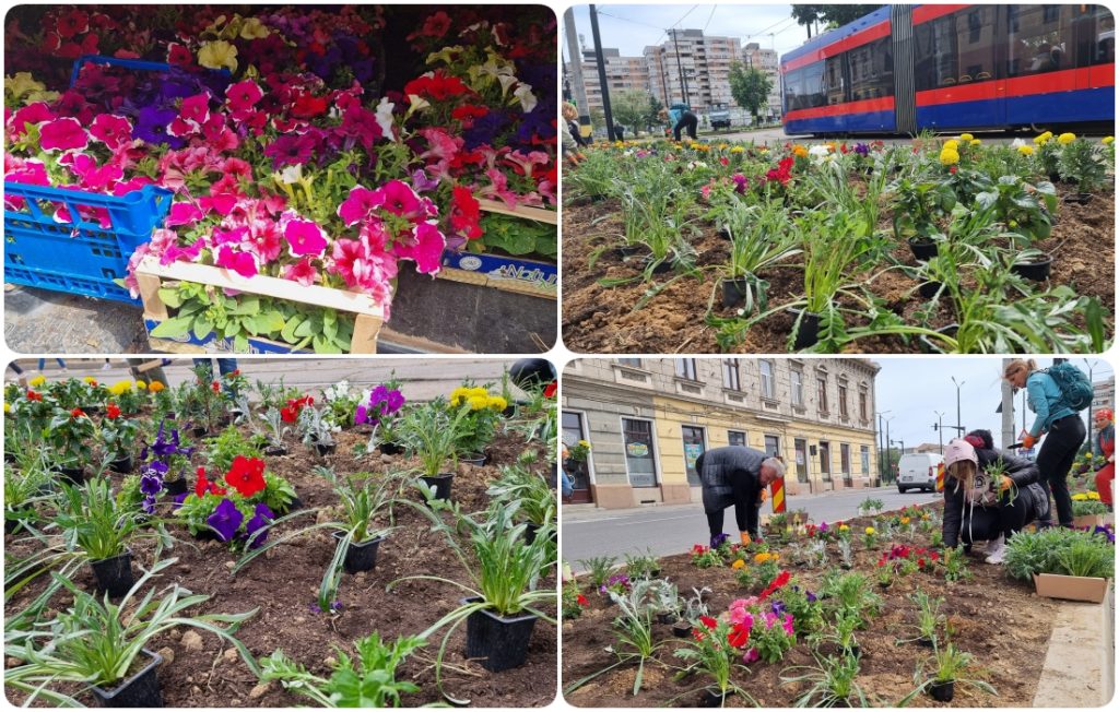 Oradea prinde culoare 5600 flori plantate in Centru