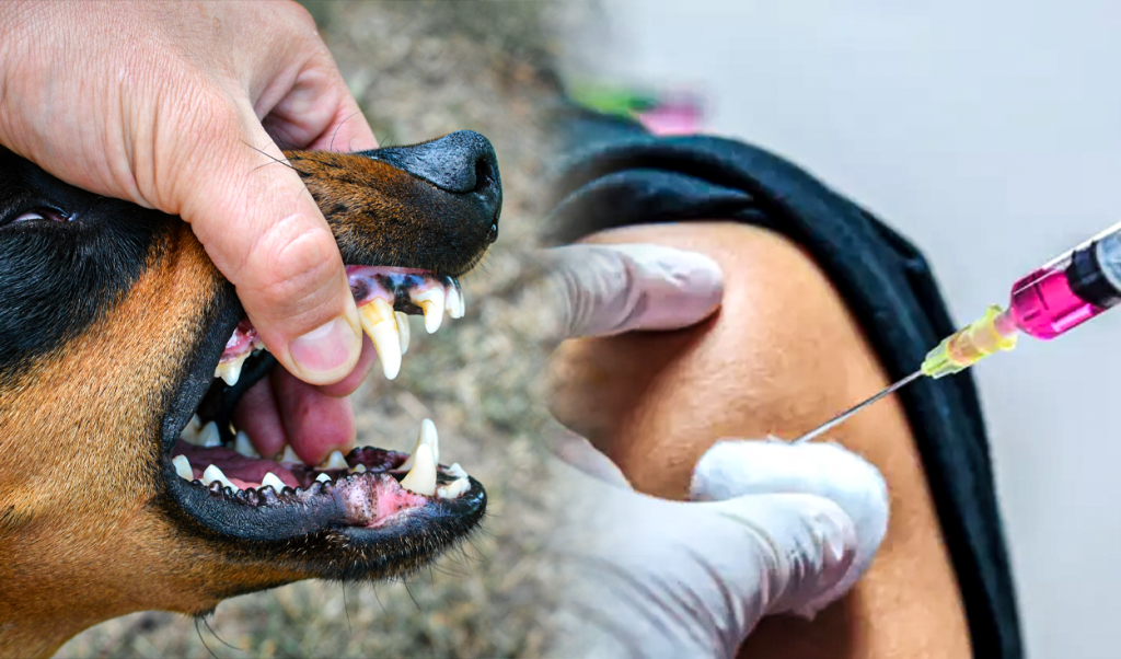 Rabia boala letal prevenibil informaii eseniale pentru populaie i stpnii de animale