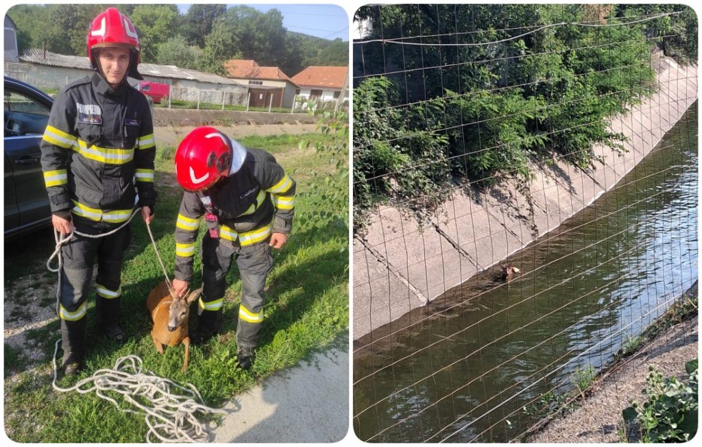 Caprior salvat de pompieri dintr un canal